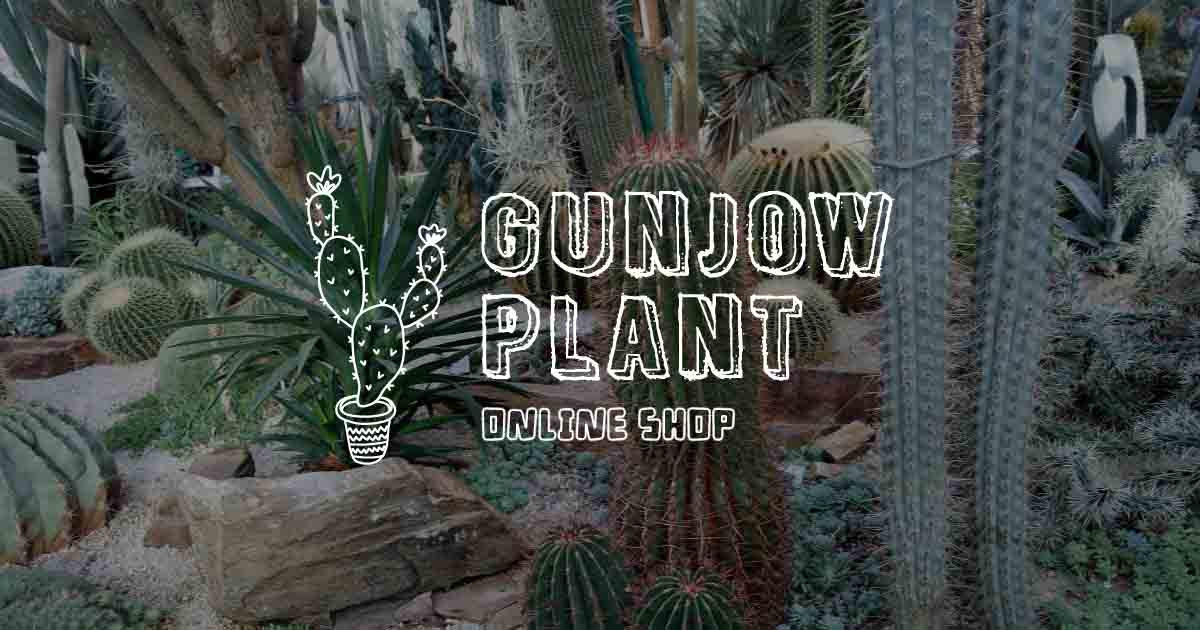 gunjowplant